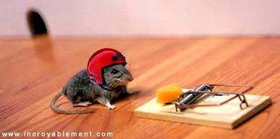 souris