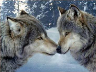 les animaux